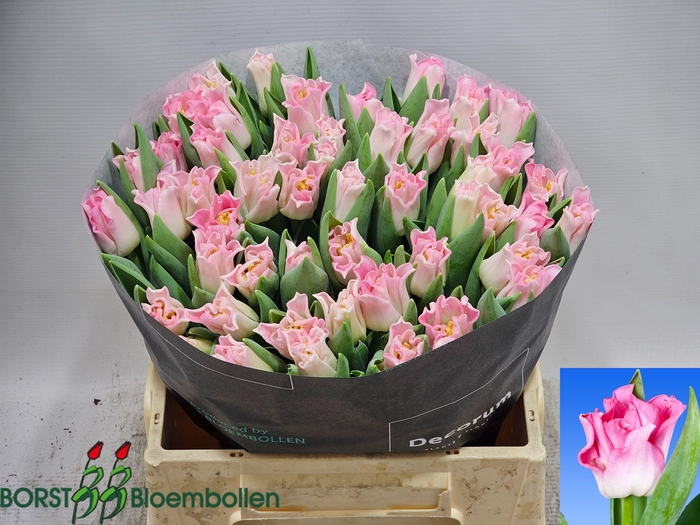 <h4>TU CO CROWN DYNASTY</h4>