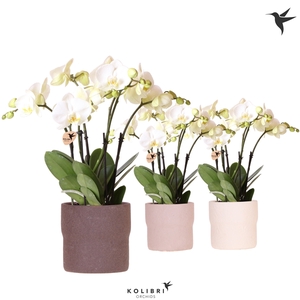 Kolibri Orchids Phalaenopsis Ghent in Rustic pot mix