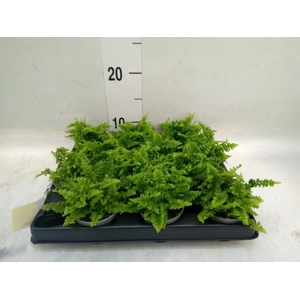 Nephrolepis exal.   ...