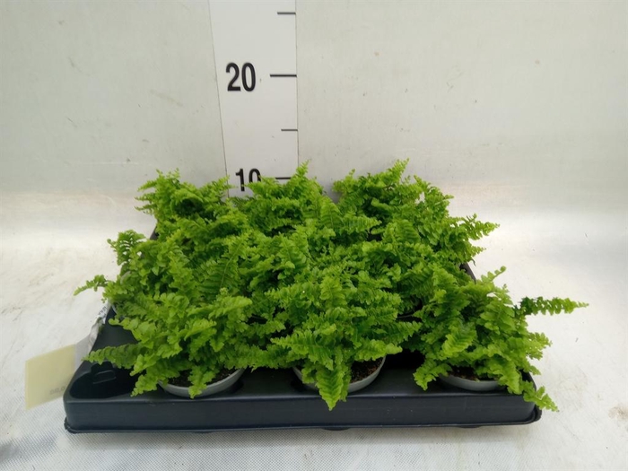 <h4>Nephrolepis exal.   ...</h4>