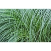 Stipa Tenuifolia Pony Tails