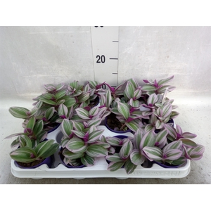 Tradescantia albif. 'Nanouk'