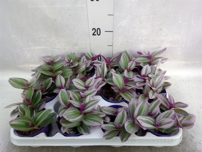 Tradescantia albif. 'Nanouk'