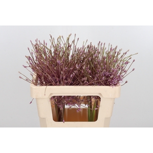 Allium Schuberti