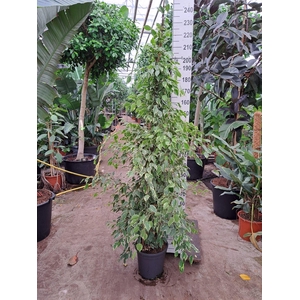 Ficus Benjamina Golden King piramide 230