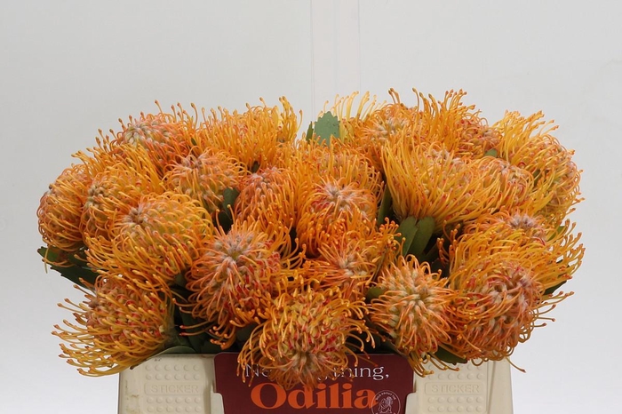 <h4>Nutans Soleil</h4>