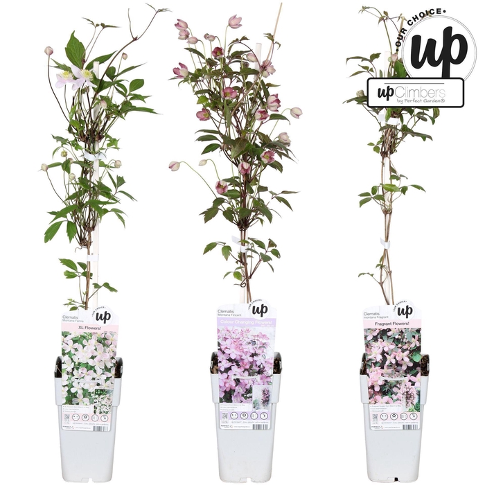 <h4>Clematis Montana</h4>
