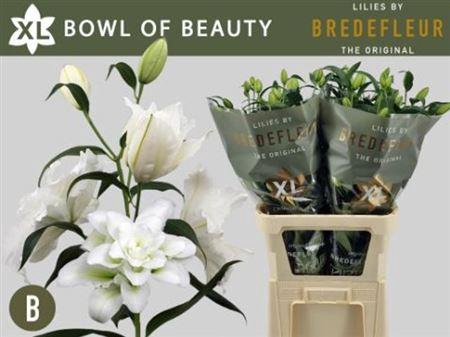 <h4>Li Or Du Bo Of Beauty 5+</h4>