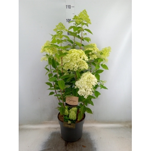 Hydrangea pan. 'Limelight'
