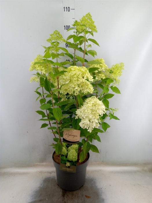 <h4>Hydrangea pan. 'Limelight'</h4>