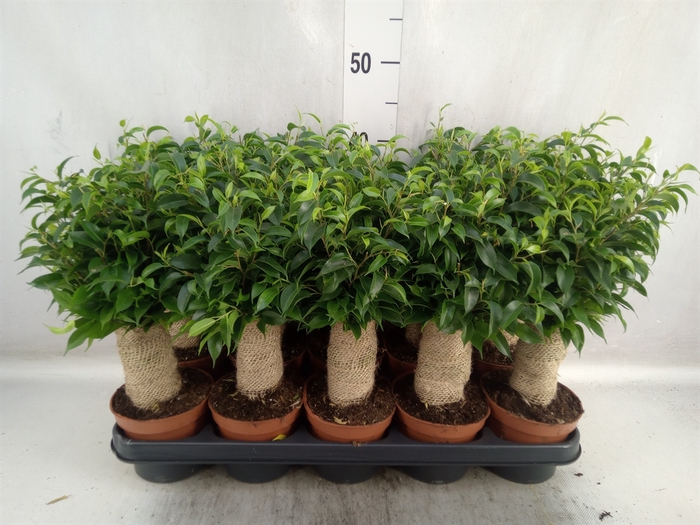 <h4>Ficus benja. 'Natasja'</h4>