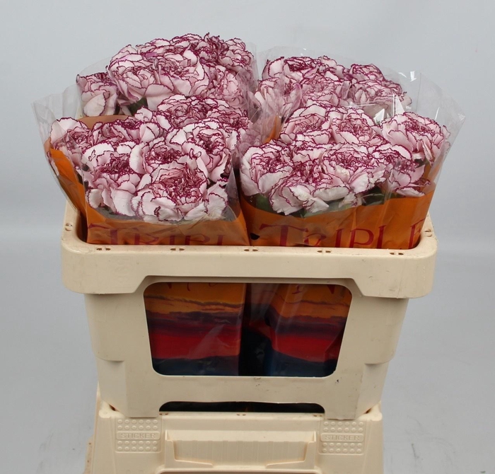 <h4>DI ST DAMASCUS</h4>