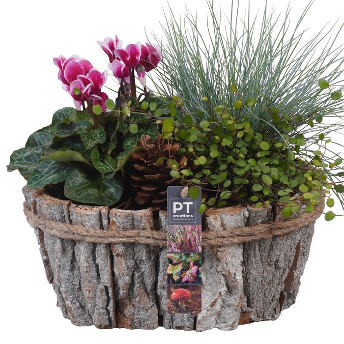 <h4>Arr.   Tuinplanten H%</h4>