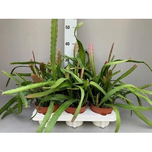epiphyllum red tip