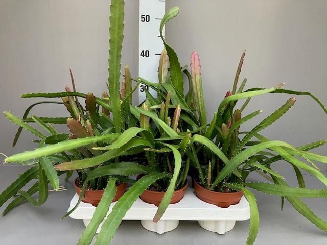 <h4>epiphyllum red tip</h4>