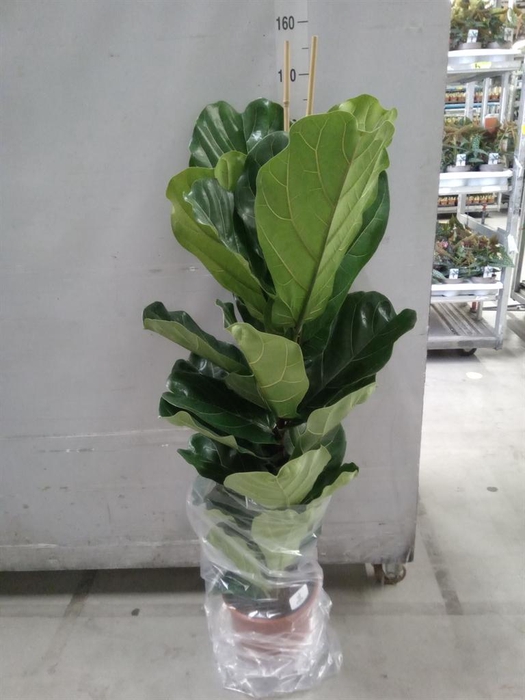 <h4>Ficus lyrata</h4>