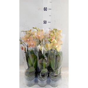 Phalaenopsis multi.   ...orange