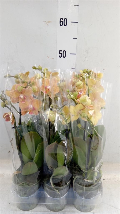 <h4>Phalaenopsis multi.   ...orange</h4>