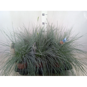 Festuca glauca 'Intens Blue'
