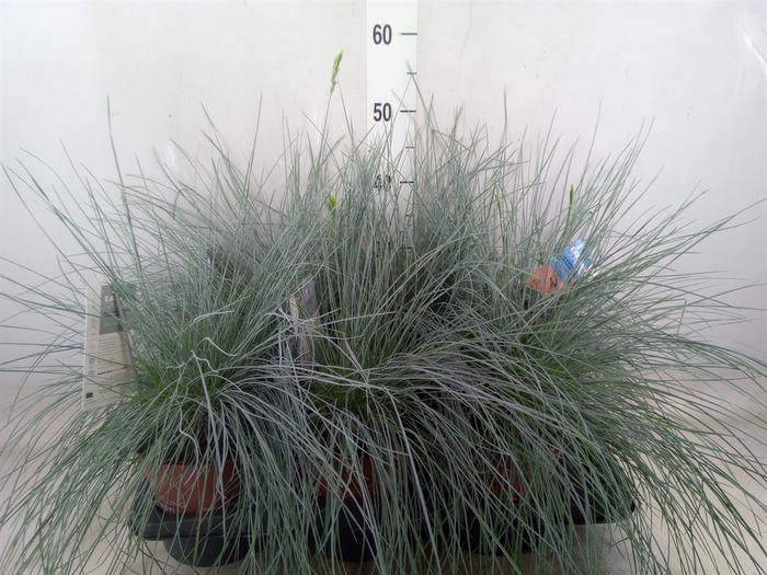 <h4>Festuca glauca 'Intens Blue'</h4>