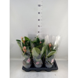 Medinilla magn. 'Flamenco'