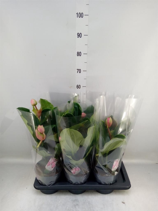 <h4>Medinilla magn. 'Flamenco'</h4>