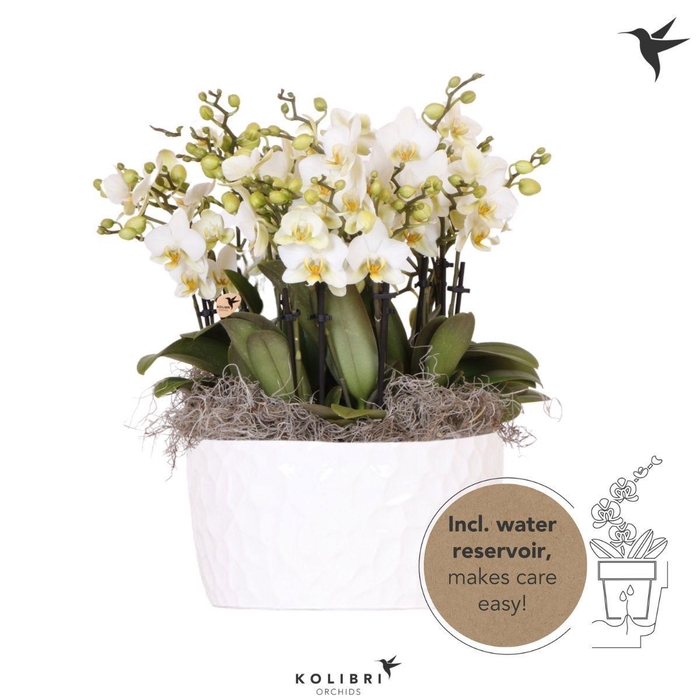 <h4>Kolibri Orchids Phalaenopsis Mono Bouquet Lausanne 15 spike in Honey dish with watering system</h4>