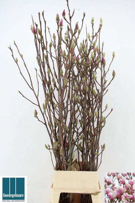 <h4>MAGNOLIA OV</h4>