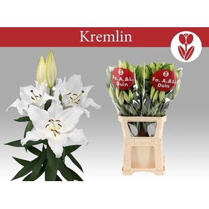 Li Or Kremlin