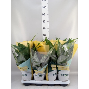 Spathiphyllum 'Diamond'