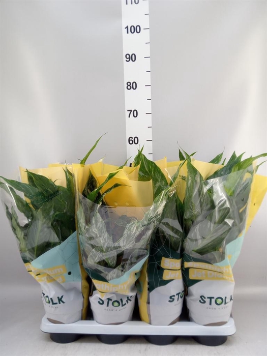 <h4>Spathiphyllum  'Diamond'</h4>