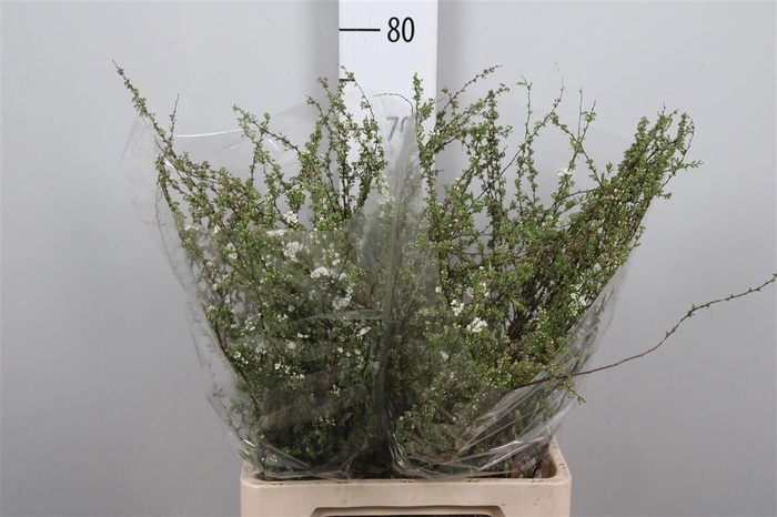 <h4>Spir C Grefsheim</h4>