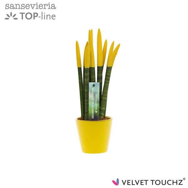 <h4>Sansevieria VELVET TOUCHZ® geel In keramiek R'dam</h4>