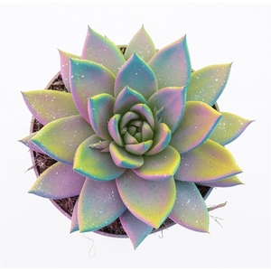 Echeveria Multi Glitter Mix