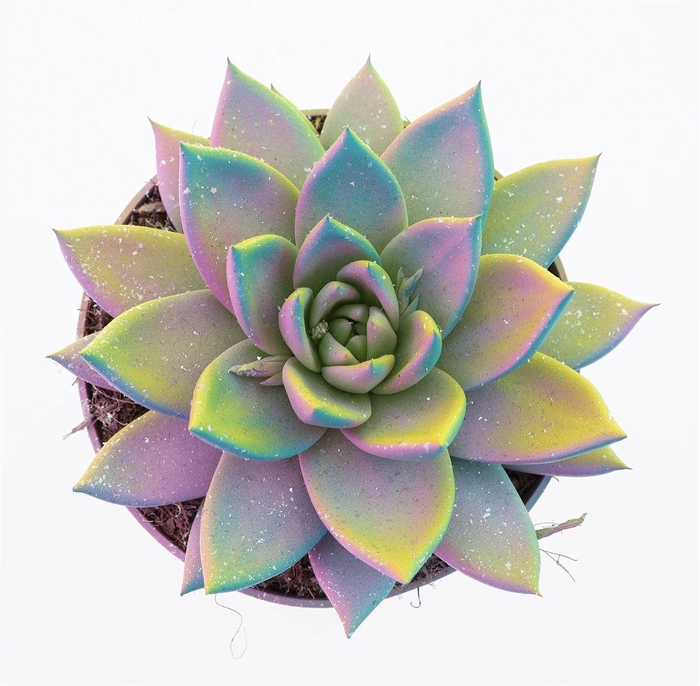 <h4>Echeveria Multi Glitter Mix</h4>