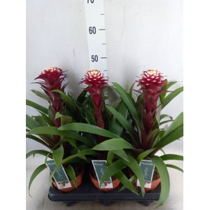 Guzmania  'Francesca'