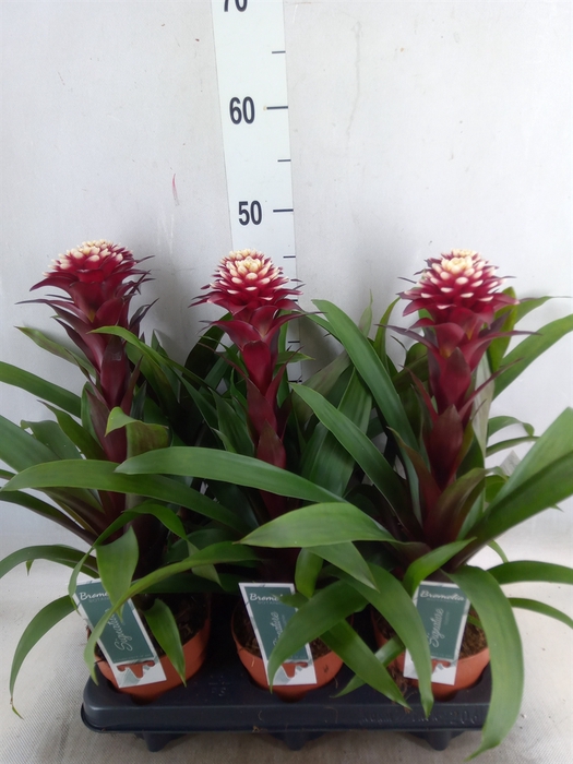 <h4>Guzmania  'Francesca'</h4>