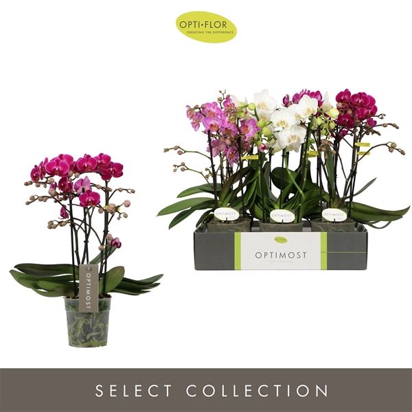 <h4>Phalaenopsis Multifloratypes gemengd 3 kleuren</h4>