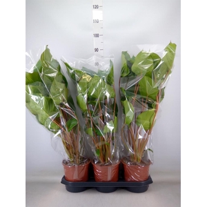 Homalomena rubescens 'Maggy'