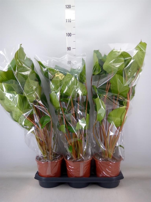 <h4>Homalomena rubescens 'Maggy'</h4>