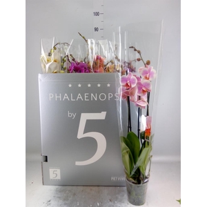 Phalaenopsis   ...mix  8