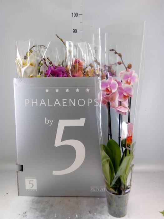 <h4>Phalaenopsis ...mix 8</h4>