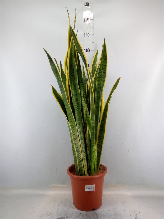 <h4>Sansevieria trifa. 'Laurentii'</h4>