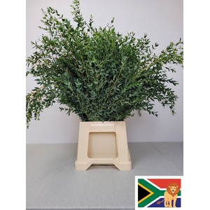 Euca Parvifolia 300gr Z.a.