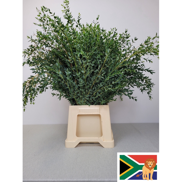 <h4>EUC PARVIFOLIA PB -ZA-SUPER</h4>