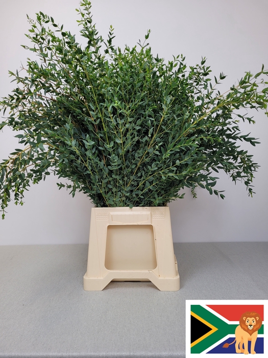 EUC PARVIFOLIA PB SUPER