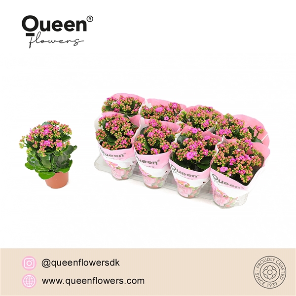 <h4>Kalanchoe Augusta P12 Queen</h4>