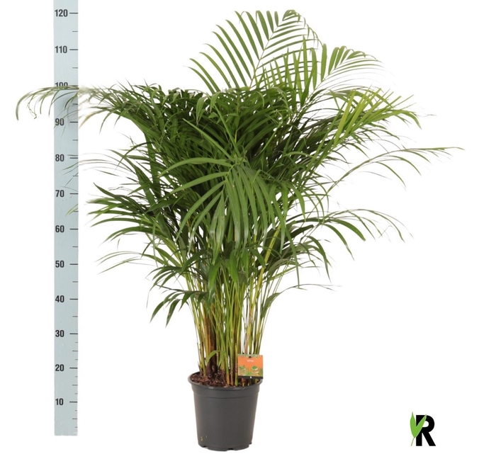<h4>DYPSIS LUTESCENS</h4>