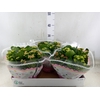 Kalanchoe blos.   ..rosebud mix/pot