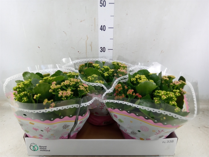 <h4>Kalanchoe blos.   ..rosebud mix/pot</h4>
